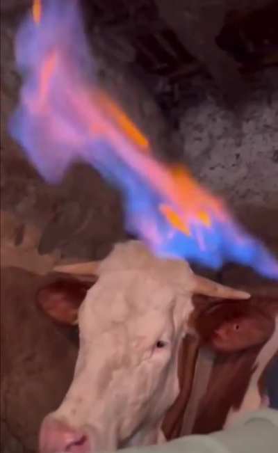 Helping a bloated cow (dramatically)