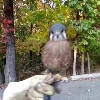 Kerkenez kuşu ( Kestrel Bird )