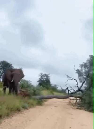 Elephant making a butt scratcher.