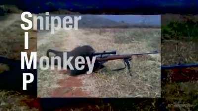 Sniper monkey