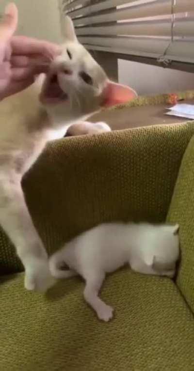 Touch tha Baby Cat