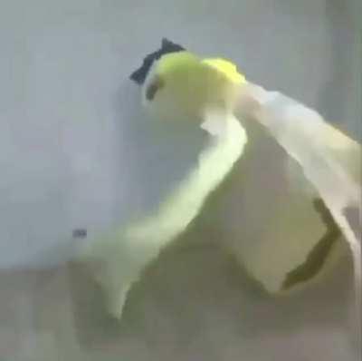 An interesting title