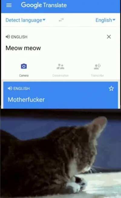 Meow meow nibba!