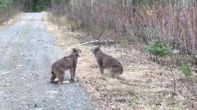 Two lynxes in the middle of a screaming match over territory