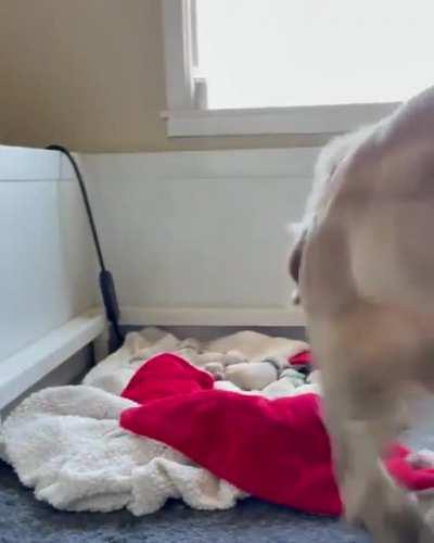 HuGE dOg dEvOUrS smAlLEr Dog