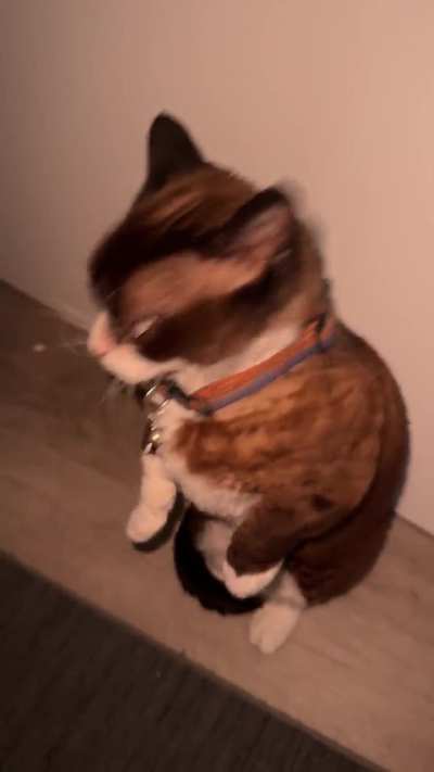 I want another treat…