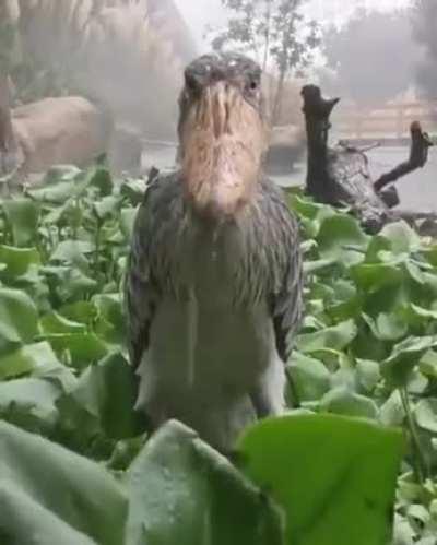 A Shoebill stork stands still in the rain, staring at you judgmentally. He’s not angry, just disappointed.