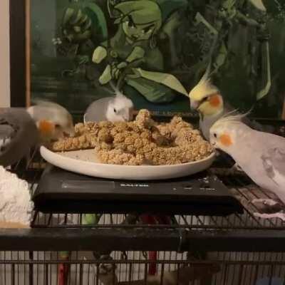 It was in that moment with seeds flying in all directions that the stimky hooman realized that the tiels had taken over the home and there was no escape