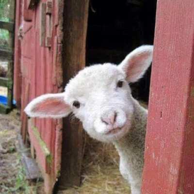 haha ein lam was dreden kann haha aber es isst kein Schwein also halal ich werde es töden haha und esen haha aber Schwein 🚫🚫🚫haram🚫 Allah 🙏