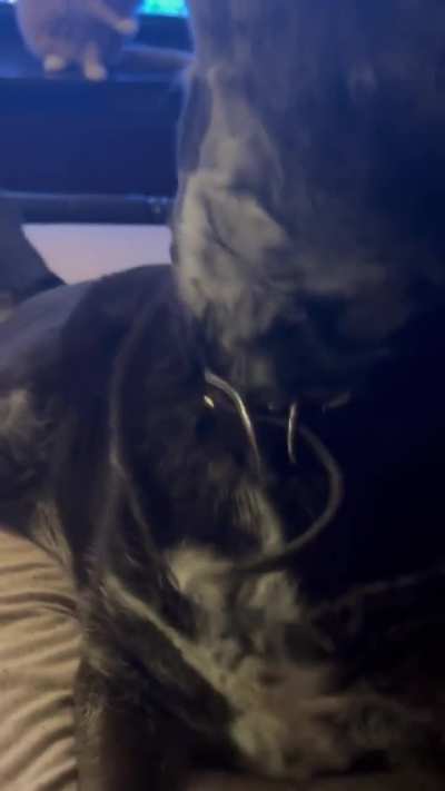 my sweet girl Remington [13] loves to talk! what do you think she’s saying?