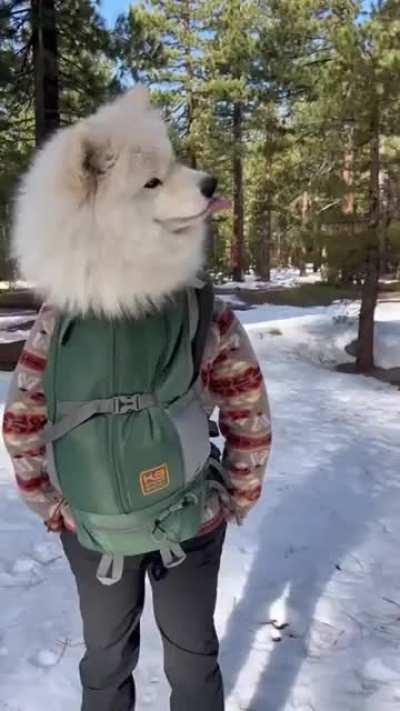 Just a cute cloud flying with his hooman