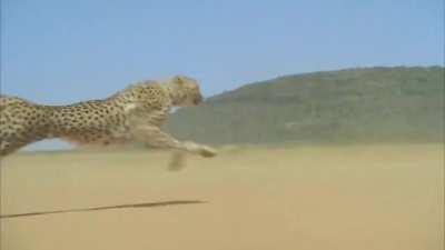 Cheetah accelerating to over 100 km/h (62.0 mph).
