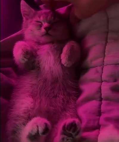 i think i'm in love 😻