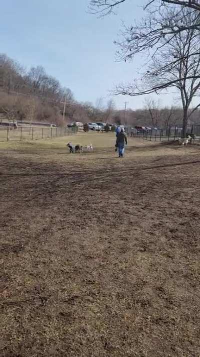 caught this at the dog park 😆