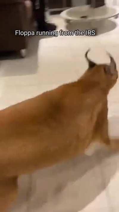 oh no floppa run fast😯