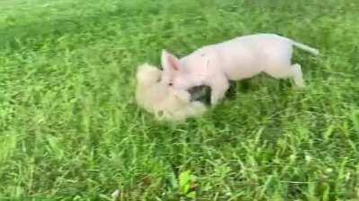 Young Ted looks like he can be quite a handful at Where Pigs Fly Farm Sanctuary in Australia