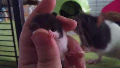 The littlest grabbies