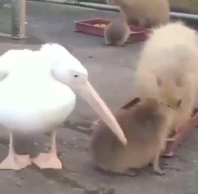 To eat a capybara.