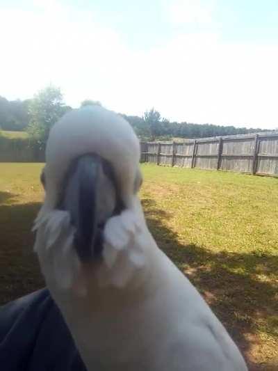 My Holly asserting her dominance over the neighborhood animals