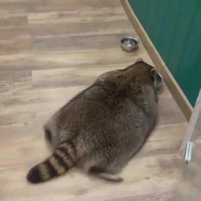 Absolute unit of a trash bandit