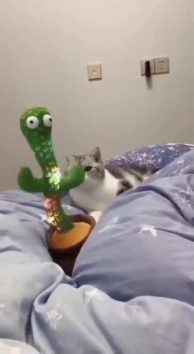 Cat Vibing With a Cactus