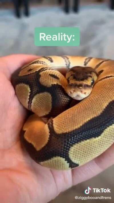 I’m sorry if this has been posted here before (lmk) but I love it so much