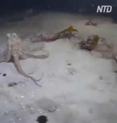 And the winner is...