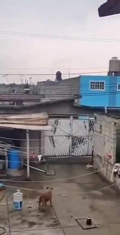 newton for beginners