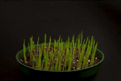 Cat Grass