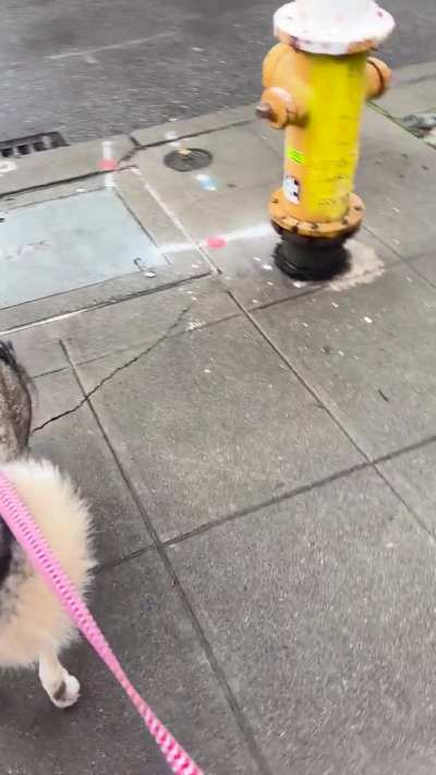 Took Berry out for walk