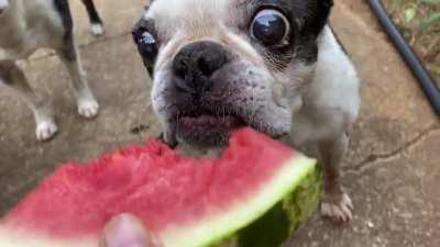 Nothing more summer than Bostons and watermelon!