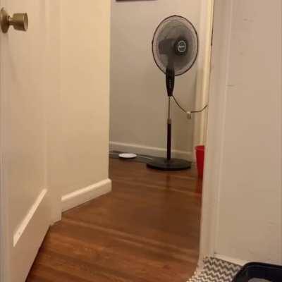 Was recommended to repost. I’ve never heard a cat other than my Mango make these noises before today! 😻