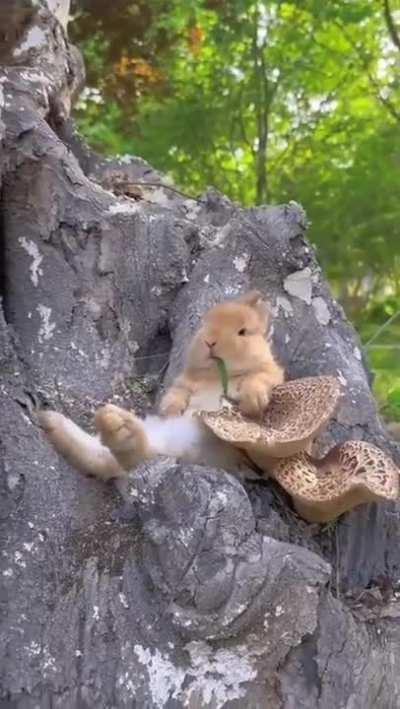 JUNKie GeTs higH on grAss aNd MuShROOMS