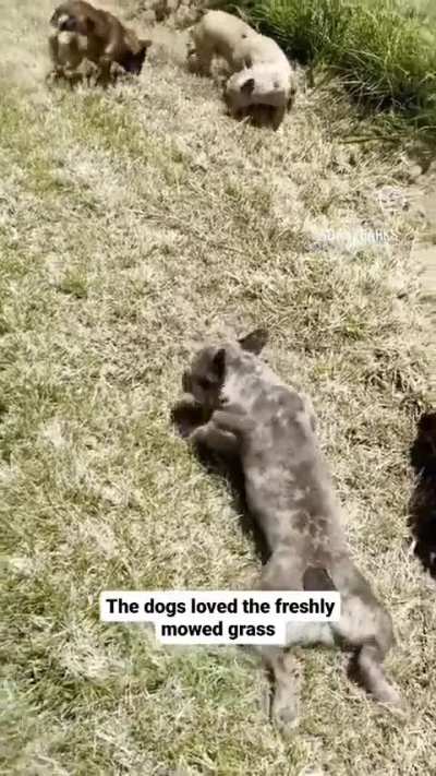 Okay. I need a farm of frenchies.