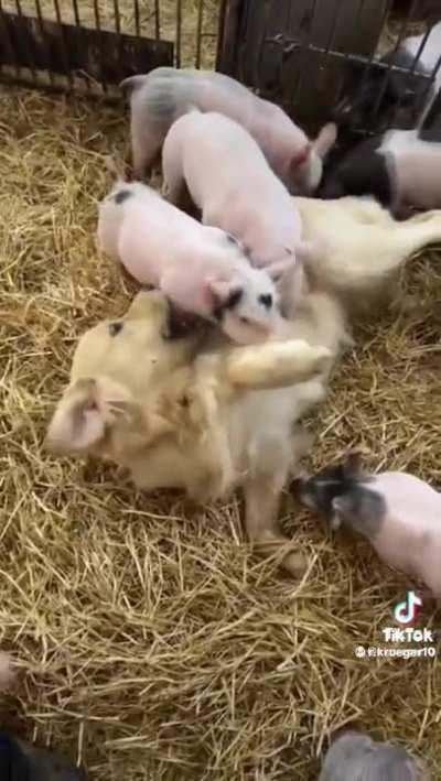 My Pig People Need Me