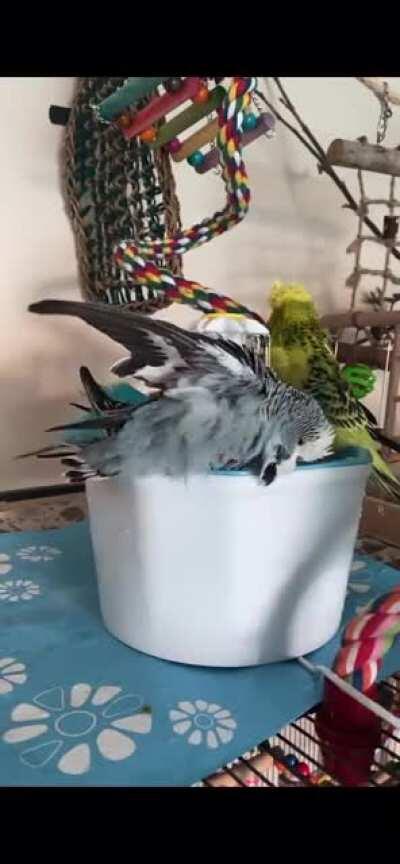 I know i shouldn’t laugh but nimbus slipping in his bath is so adorably funny