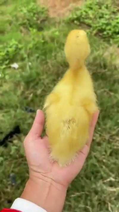 Милоты вам в ленту