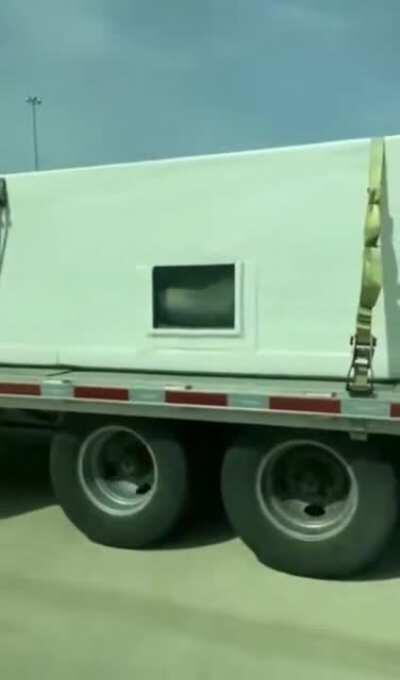 Sharks being transported