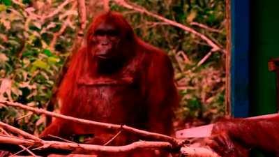 genius ape crafts space shuttle