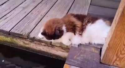 For anyone having a hard day, please look at this video of a cat petting fishes to brighten your day