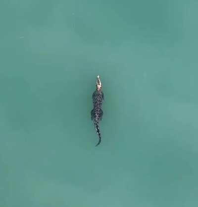 🔥 Crocodile from above