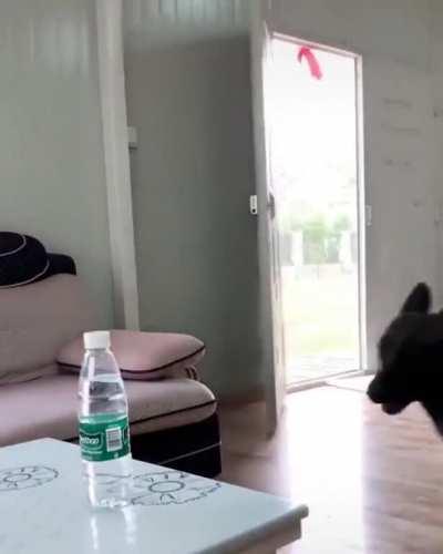 Dog fetching some water