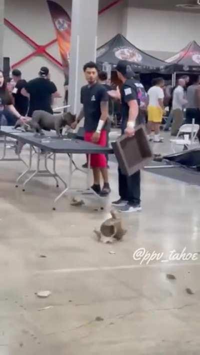 Brawl at a dog show in Miami