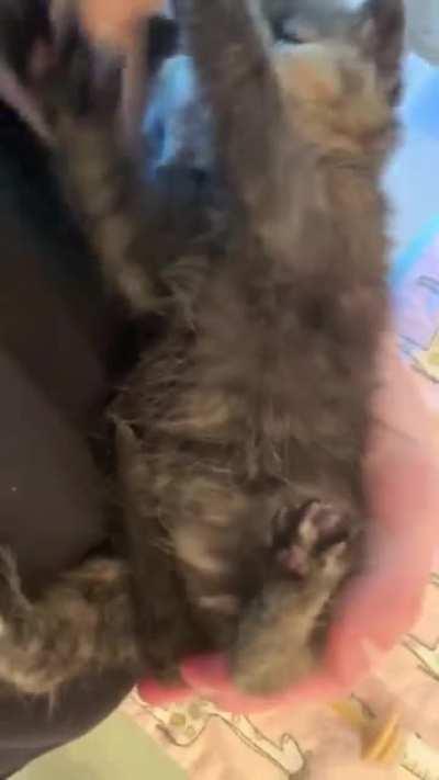 An arrest warrant has been issued.