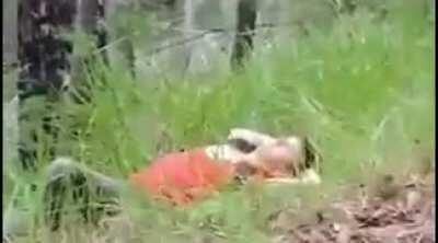 Throwing a dead branch