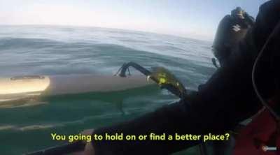 Iguana respawned in the ocean