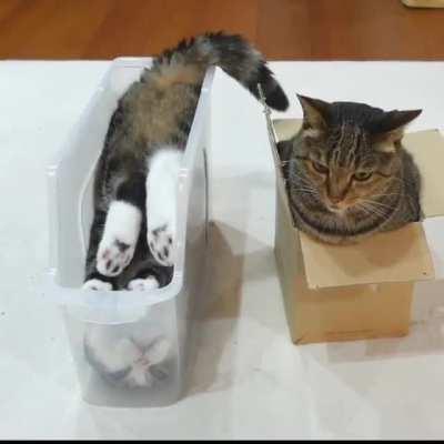 Sometimes the best way to fit is upside down! (video: the vets)