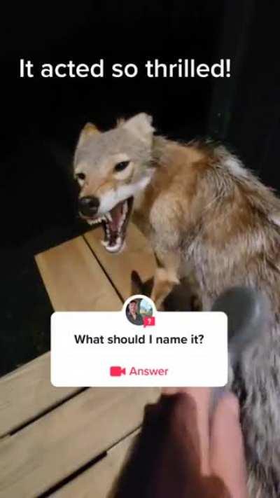 My hobbies are smoking weed and rescue stray dogs in the woods