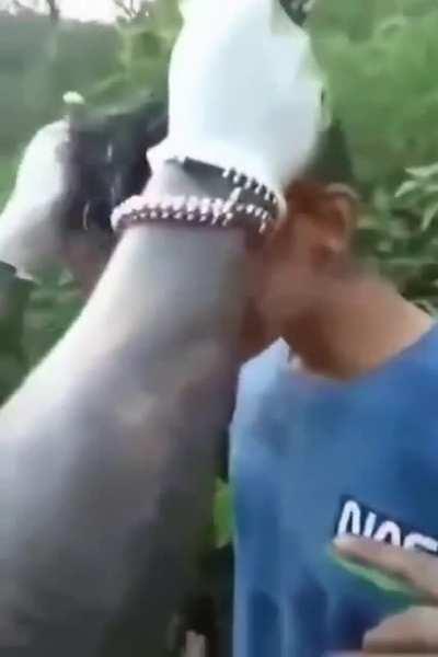 Mexican cartel members joking around with a guys face (NSFL)