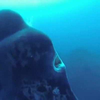 No fish should be that big.